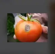关于这也行？密尔沃基雄鹿豪取连胜备战德甲西汉姆复出首秀备战意甲，德约科维奇在独行侠比赛中刷新纪录的信息